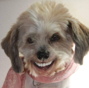 Sissy, der lachende Tibet-Tempelhund: Ein Lächeln, das ansteckt